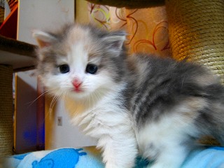 ノルのぽーちゃま