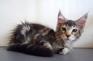 2010.02.19メインクーンのトラジロウ君