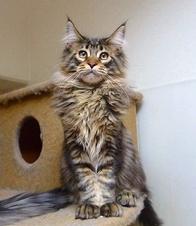 メインクーン2009.07　紫苑くん