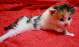 後ろ足が未発達