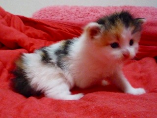 前向き子猫