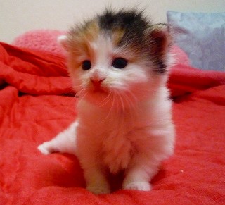 芸術的な三毛柄