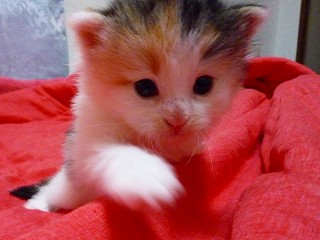 移動速度は高速