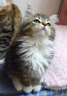 ノルのあんちゃんの女の子