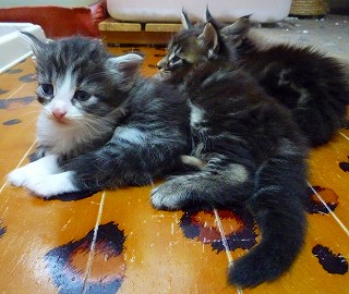 子猫も休憩中