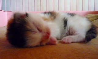 ノル子猫のぶっちー2