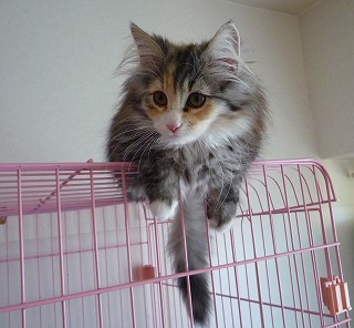 ぶっちーを見守るマーブルちゃん