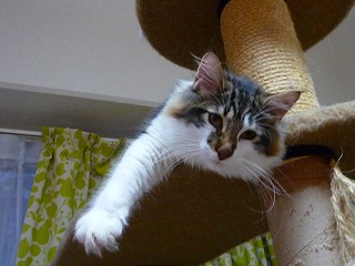 小春ちゃんも子猫観察