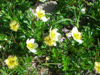 高山植物1.jpg