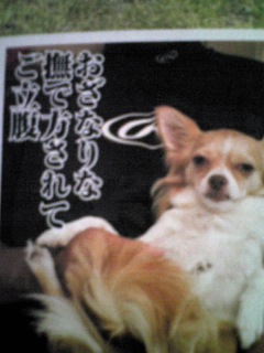 おざなり犬