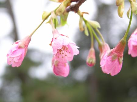 河津桜開花.jpg