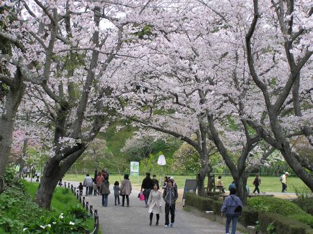 桜トンネル.jpg