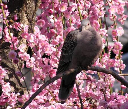 鳩としだれ梅.jpg