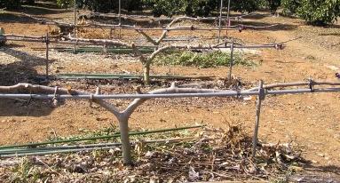 イチジクの栽培記録 野菜と果樹農家の栽培日記 楽天ブログ