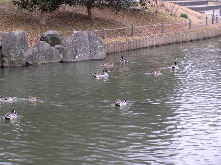 水鳥の池.jpg