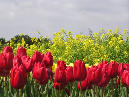 赤いチューリップと菜の花.jpg