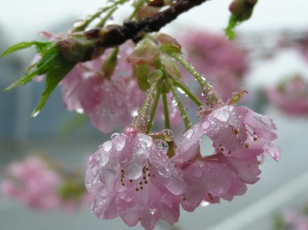 雨の河津.jpg