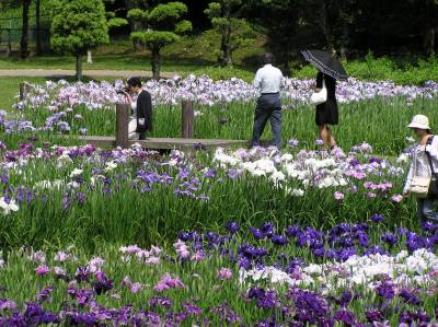 菖蒲満開２