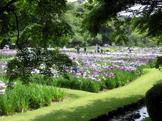 木陰から見た菖蒲園