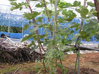 無農薬のミニトマトが実りました | 野菜と果樹農家の栽培日記 - 楽天ブログ