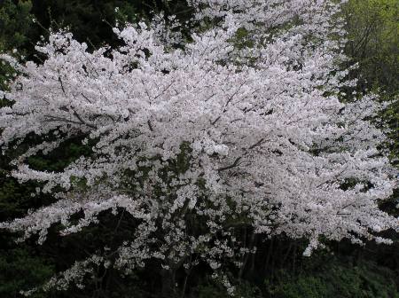 満開の桜.jpg