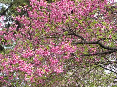 舘山寺桜風景.jpg