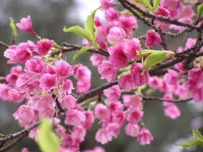 舘山寺桜アップ.jpg