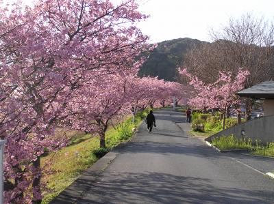 河津桜通り.jpg