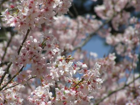 青空と桜.jpg