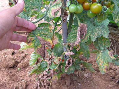 トマトの収穫と摘心誘引作業 熱波にやられたみかん 野菜と果樹農家の栽培日記 楽天ブログ