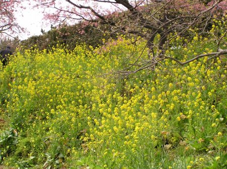 菜の花と桜.jpg