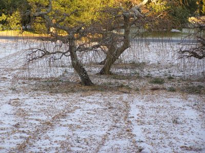 雪積もる.jpg