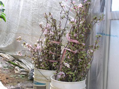 温室桜.jpg