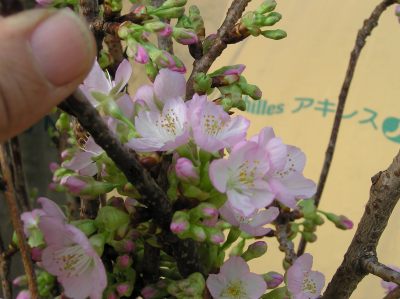 きれい桜.jpg
