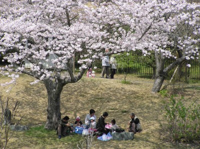 お花見弁当.jpg