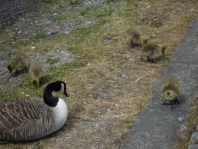 geese2