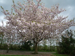 kent3