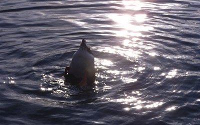 100103ていれぎ.jpg