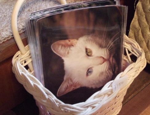 結城靖博さんのポストカード