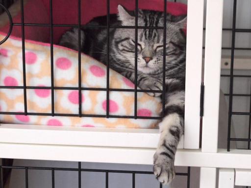 猫カフェに行ったとき籠の中で休んでいた猫ちゃん