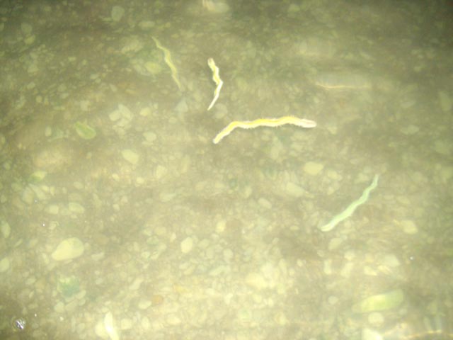 02－08バチ.jpg