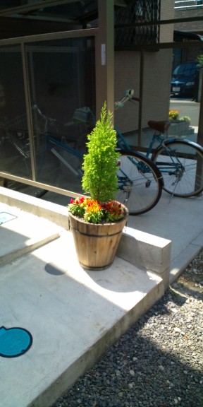 植え替え（ケイトウ）.jpg