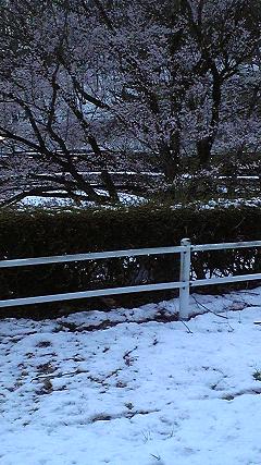 雪桜