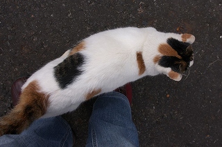 綾部下り三毛ちび 3-s.jpg