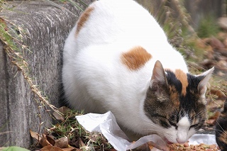 綾部下り三毛ちび 5-s.jpg