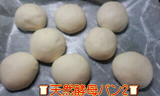 料理酒パン二次発酵終わり
