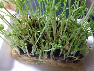 豆苗その後.jpg