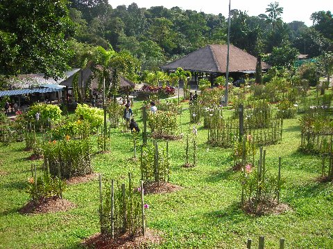 マンダイ蘭園