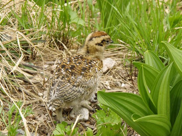 チビッコ雷鳥茶色のお帽子