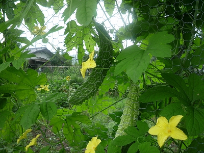 こんなゴーヤがあちこちに成長してます